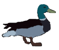 Duck